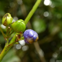 Dianella ensifolia (L.) Redouté